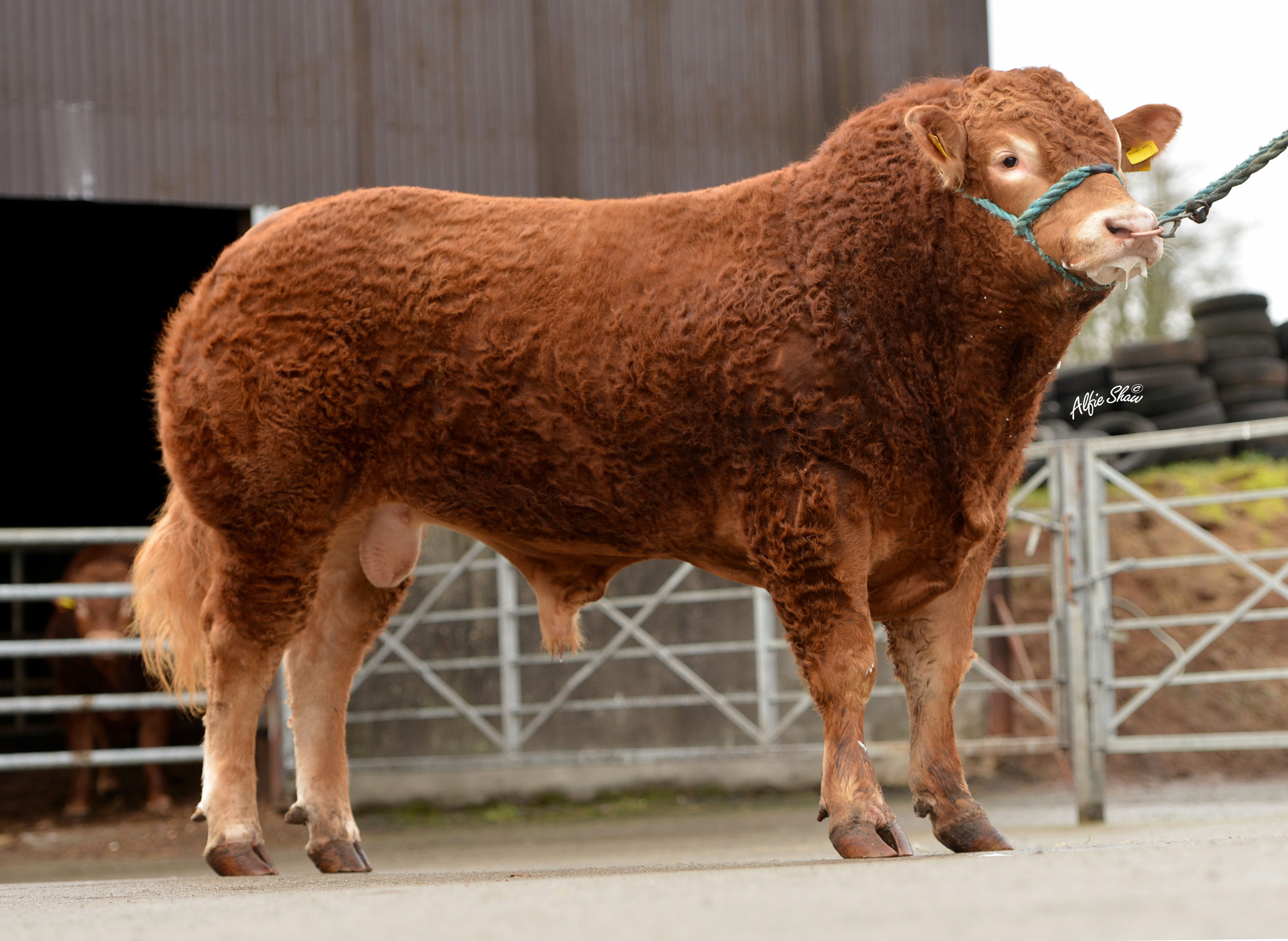 2017 Fully Tested Limousin Bulls - ICBF