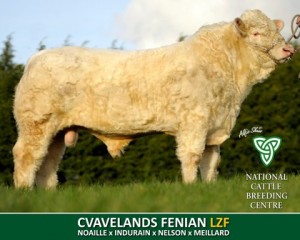 CAVELANDS FENIAN (LZF) LZF