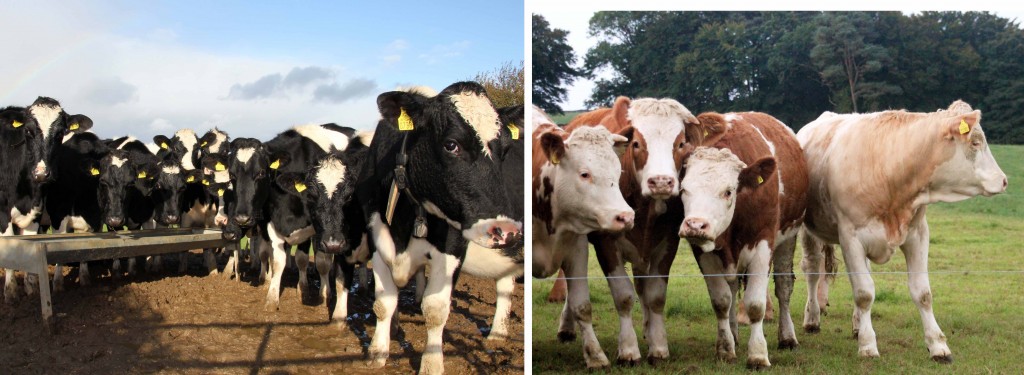 Dairy & Beef