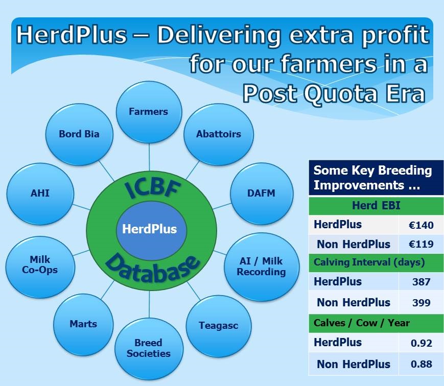 ICBF Herdplus Advert