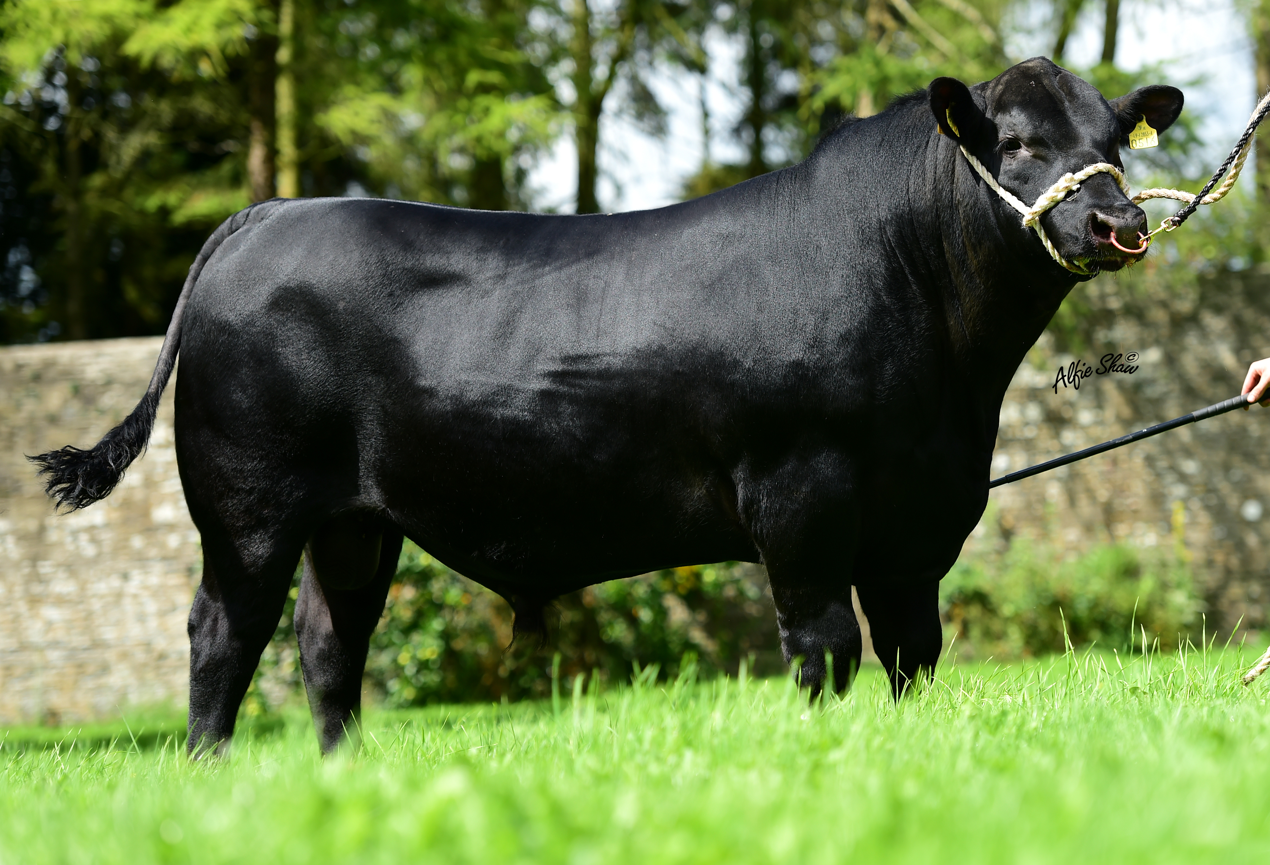 New high index Angus bull added to the GI Panel ICBF