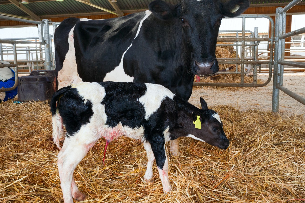 what is the optimum age at first calving in dairy heifers?