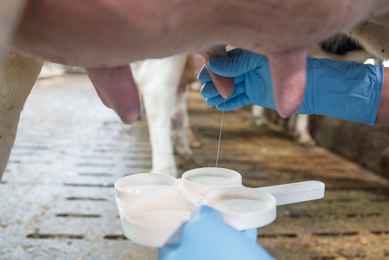 7 Simple steps to make Selective Dry Cow Therapy common practice for